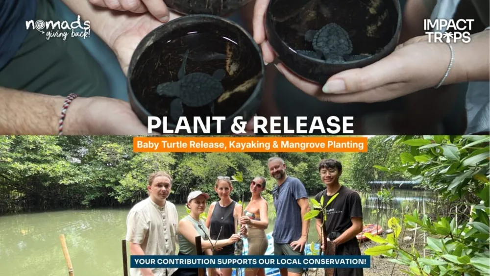 Plant & Release: Baby Turtle Release, Kayaking & Mangrove Planting — афиша